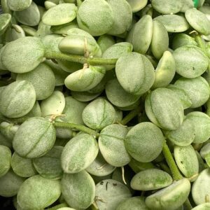 Dischidia nummularioides variegata Pebble Beach