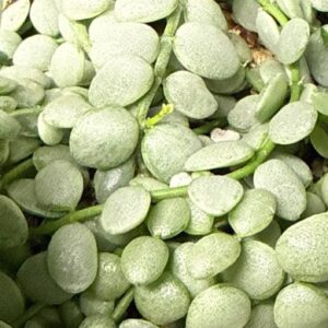 Dischidia nummularioides variegata