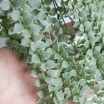 Dischidia ruscifolia var (Дисхидия Русцифолия)