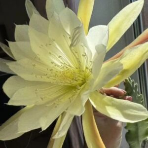Epiphyllum Cooperi