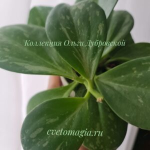 Hoya subquintuplinervis splash