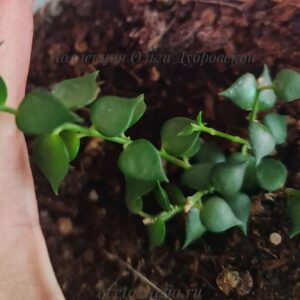 Dischidia ruscifolia