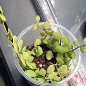 Dischidia Small Leaves