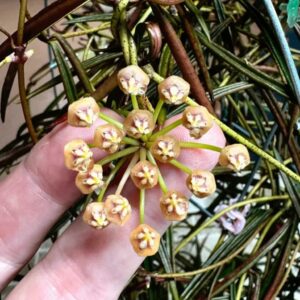 Hoya Acicularis albo