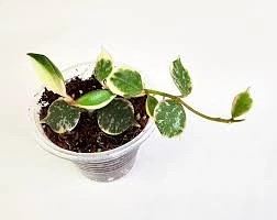 Hoya Curtisii albo