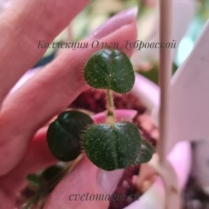 Hoya Papuahoya sp.gurita