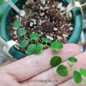 Hoya Pulleana