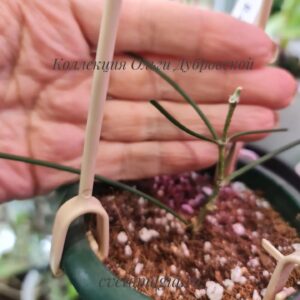 Hoya Retrorsa