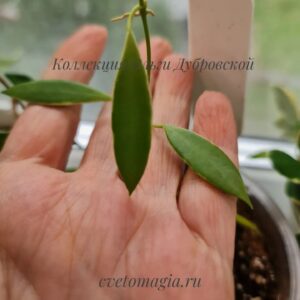 Hoya Tsangii albo