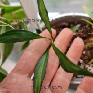Hoya Tsangii var