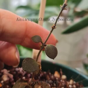 Hoya boycei