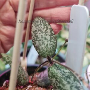 Hoya sigillatis silver