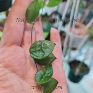 Dischidia hirsuta new